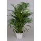 Finikinė palmė ( lot. chrysalidocarpus lutescens)